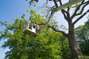 tree maintenance - REInsurePro